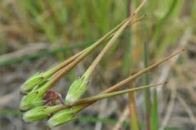 Attēlu rezultāti vaicājumam “Erodium cicutarium fruit”
