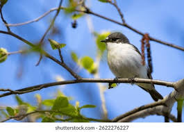 Attēlu rezultāti vaicājumam “Ficedula hypoleuca male”