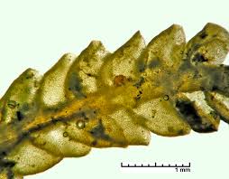 Attēlu rezultāti vaicājumam “Jamesoniella autumnalis”