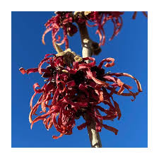 Attēlu rezultāti vaicājumam “Hamamelis”