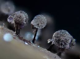 Attēlu rezultāti vaicājumam “Licea minima spores”