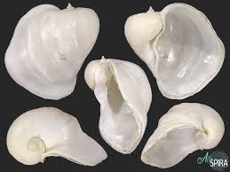 Attēlu rezultāti vaicājumam “Lymnaeidae”