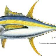 Image result for Thunnus albacares
