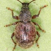 Attēlu rezultāti vaicājumam “Rhynchaenus lonicerae”