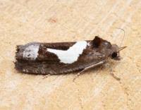 Attēlu rezultāti vaicājumam “Epiblema foenella”