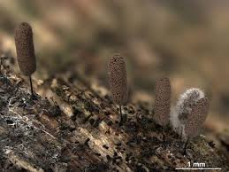 Attēlu rezultāti vaicājumam “Stemonitopsis hyperopta”