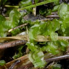 Attēlu rezultāti vaicājumam “Moerckia hibernica”