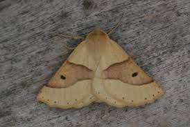 Attēlu rezultāti vaicājumam “Crocallis elinguaria imago”