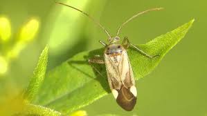 Attēlu rezultāti vaicājumam “Adelphocoris seticornis”