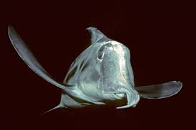 Image result for Callorhinchus capensis