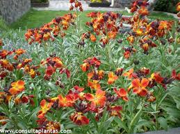 Image result for Cheiranthus cheiri