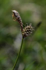 Attēlu rezultāti vaicājumam “Carex ericetorum”