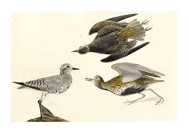 Attēlu rezultāti vaicājumam “Pluvialis apricaria”