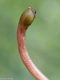 Attēlu rezultāti vaicājumam “Hydrocharis morsus-ranae bud”