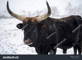 Attēlu rezultāti vaicājumam “Bos primigenius taurus”