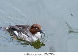 Attēlu rezultāti vaicājumam “Bucephala clangula juvenile”