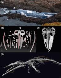 Image result for Balaenoptera musculus
