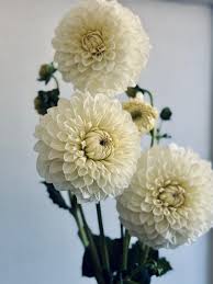 Image result for Dahlia `Snowflake`