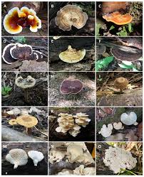 Attēlu rezultāti vaicājumam “Amaurochaete fusiformis macro”