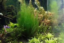 Attēlu rezultāti vaicājumam “Amblystegium serpens”