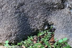 Attēlu rezultāti vaicājumam “Siphoptychium violaceum”