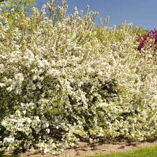 Attēlu rezultāti vaicājumam “Malus mandshurica”