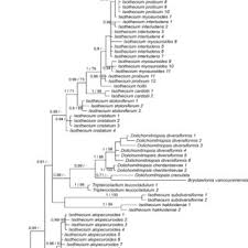 Attēlu rezultāti vaicājumam “Isothecium alopecuroides sporophyte”