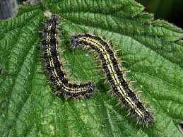 Attēlu rezultāti vaicājumam “Aglais urticae”