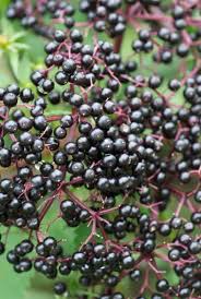 Attēlu rezultāti vaicājumam “Sambucus nigra fruit”