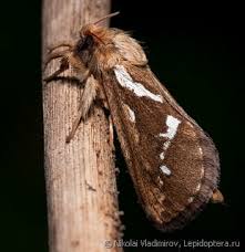 Attēlu rezultāti vaicājumam “Hepialidae”
