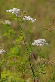 Image result for Chaerophyllum aureum