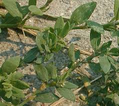 Attēlu rezultāti vaicājumam “Polygonum aviculare leaf”