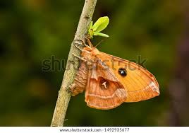 Attēlu rezultāti vaicājumam “Aglia tau”