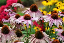 Image result for roter Sonnenhut