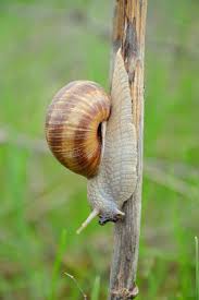 Attēlu rezultāti vaicājumam “Helix pomatia”
