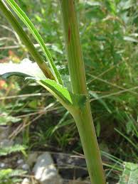 Attēlu rezultāti vaicājumam “Sonchus arvensis subsp. uliginosus fruit”