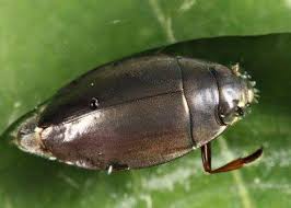 Attēlu rezultāti vaicājumam “Gyrinidae”