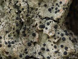 Attēlu rezultāti vaicājumam “Bacidia rubella”