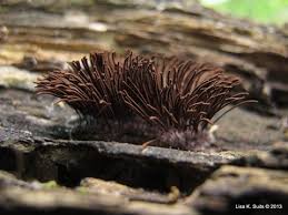 Attēlu rezultāti vaicājumam “Hemitrichia calyculata young”