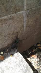 Attēlu rezultāti vaicājumam “Badhamiopsis praetermissa macro”