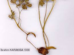 Attēlu rezultāti vaicājumam “Corydalis solida fruit”