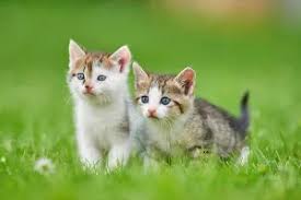 Attēlu rezultāti vaicājumam “Felis silvestris catus juvenile”