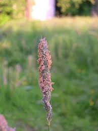 Attēlu rezultāti vaicājumam “Alopecurus pratensis flower”