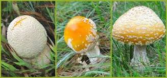 Attēlu rezultāti vaicājumam “Amanita”