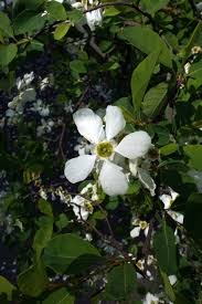 Attēlu rezultāti vaicājumam “Exochorda giraldii var. wilsonii”