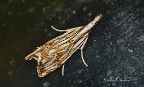 Attēlu rezultāti vaicājumam “Catoptria falsella”