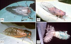 Attēlu rezultāti vaicājumam “Auchenorrhyncha”