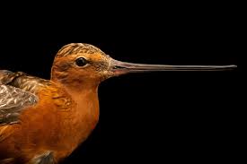 Attēlu rezultāti vaicājumam “Limosa lapponica”