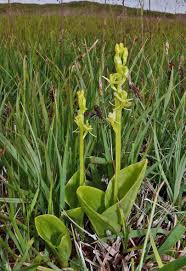 Attēlu rezultāti vaicājumam “Liparis loeselii flower”