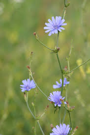 Attēlu rezultāti vaicājumam “Cichorium intybus flower”